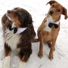 White Collar with Black Satin Bow Tie (size: X-Small)